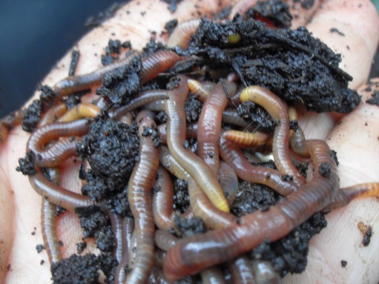 How Do Worms Survive the Winter? Keleny Top Soil
