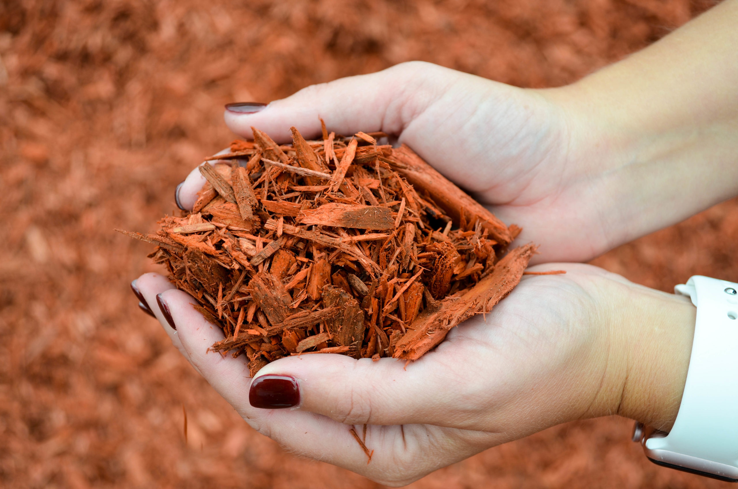 Dyed red mulch