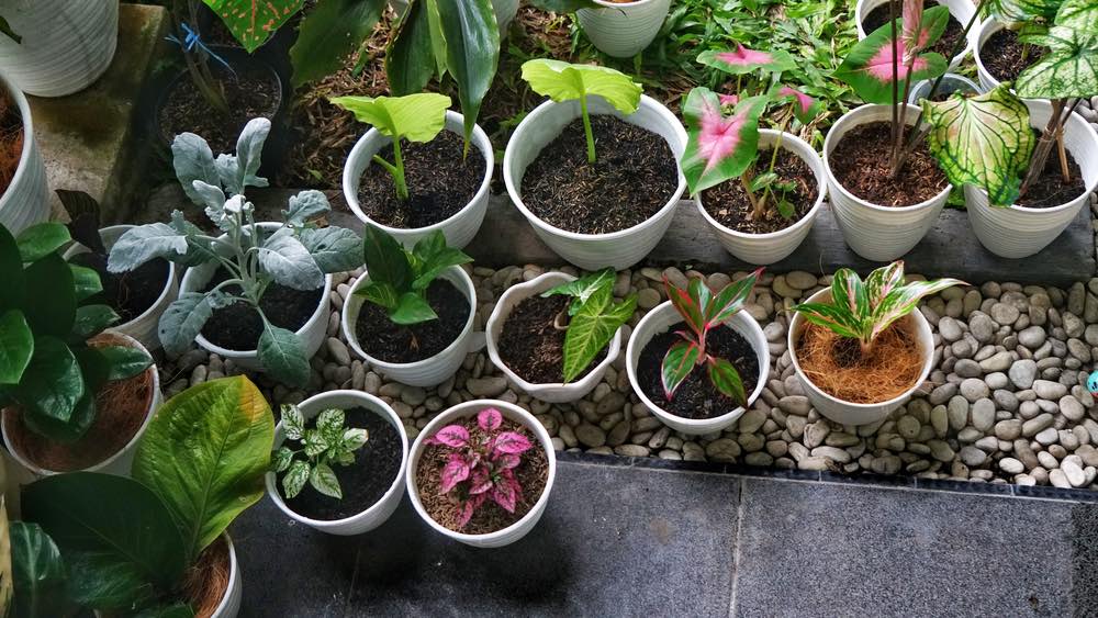 tips for indoor gardening plants