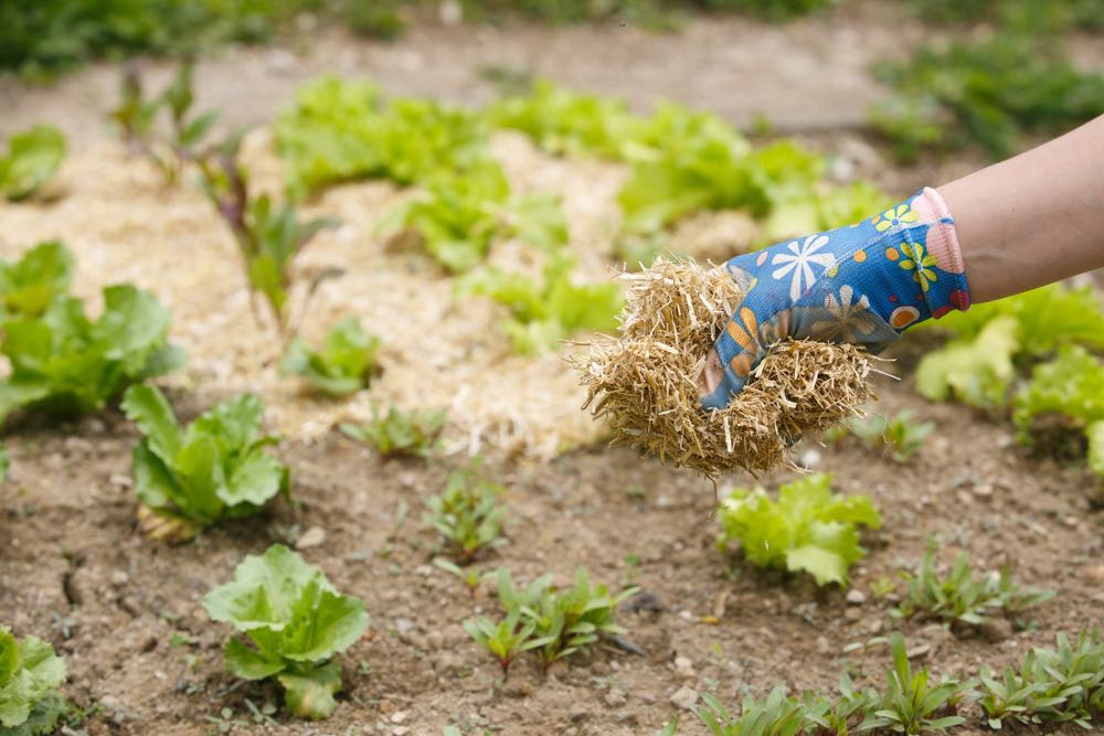 using straw mulch in a vegetable garden