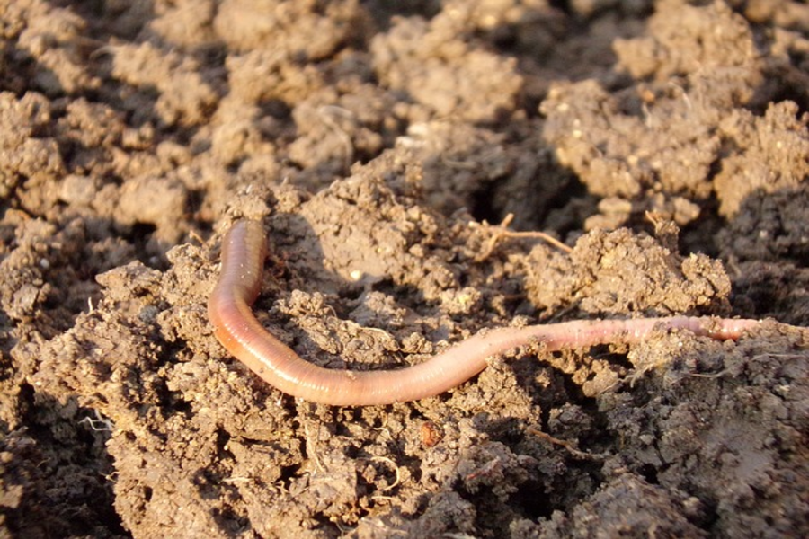 earthworm2