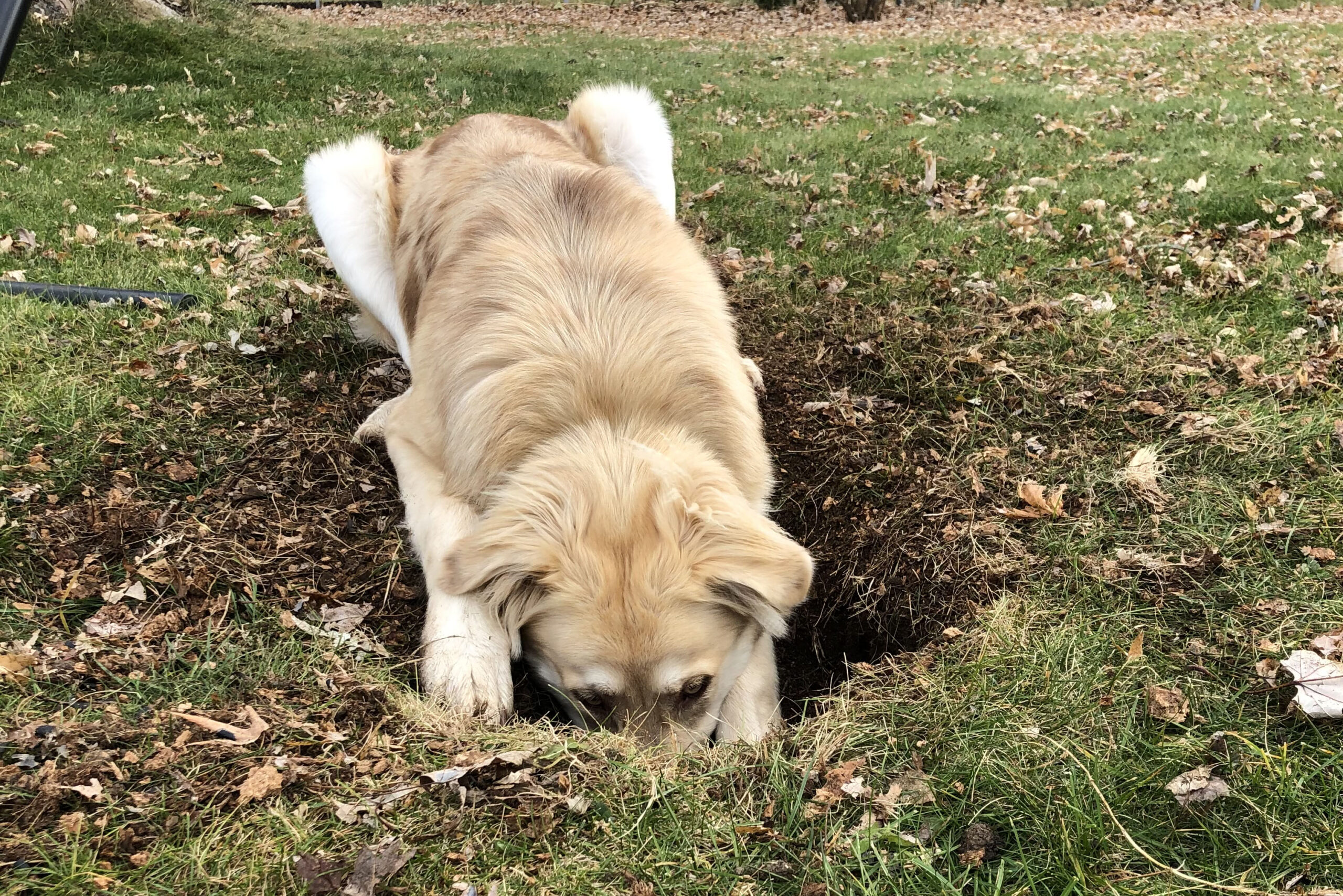 Getting to the Root of the Problem How to Get Your Dog to Stop Digging