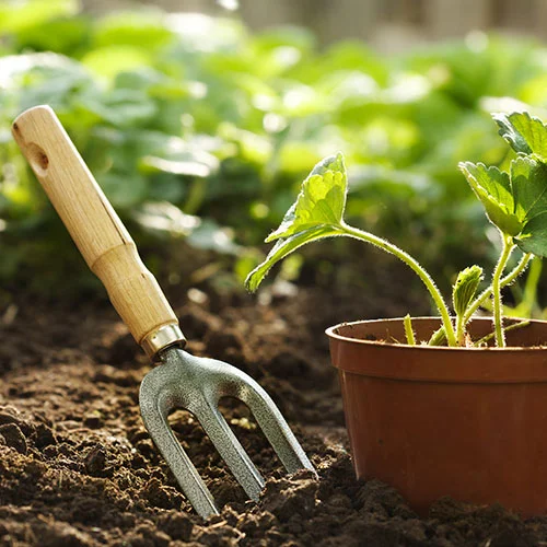 Gardening