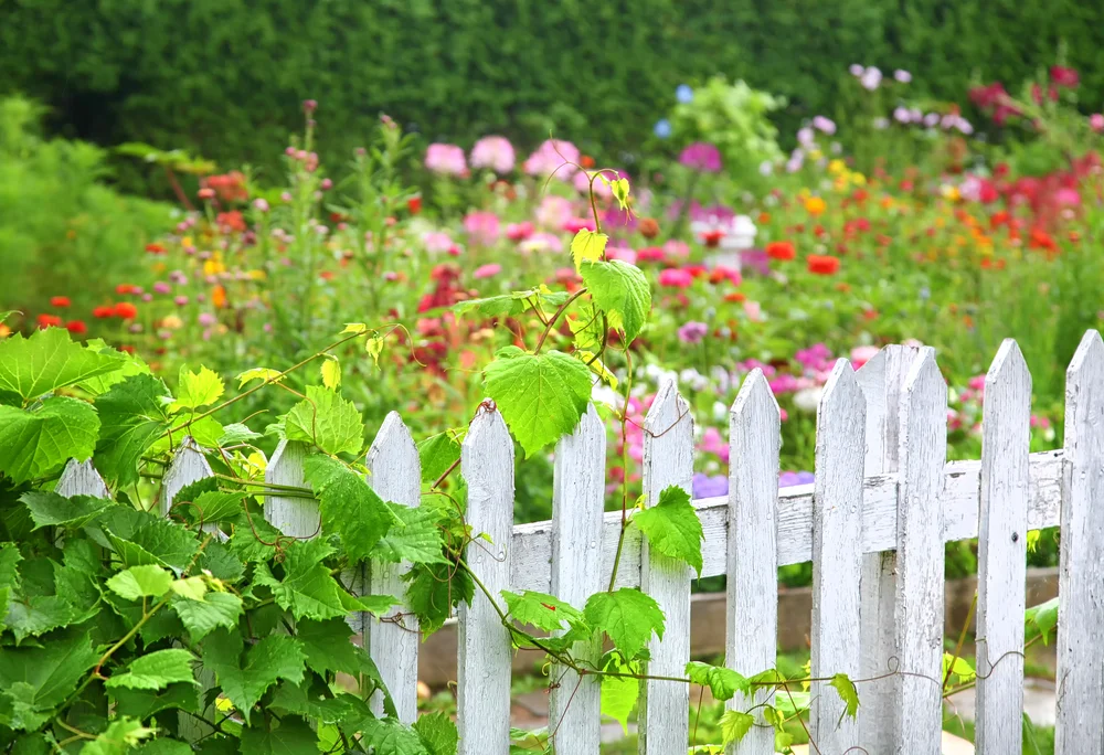 Flowers in garden