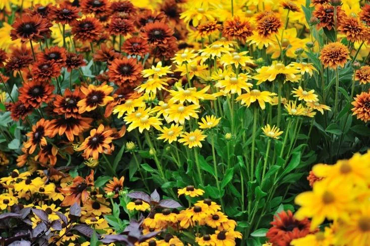 fall-flowers