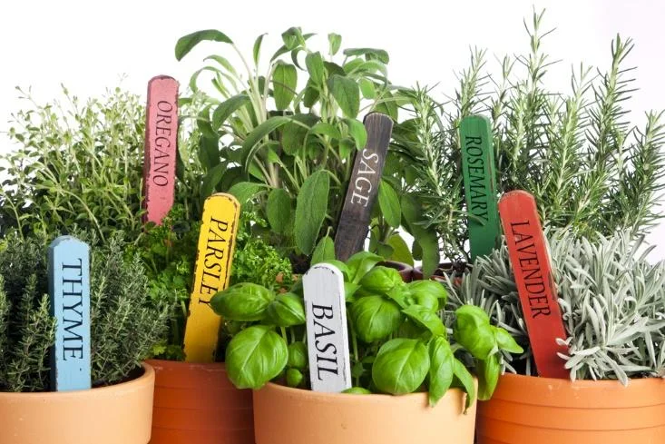 pest-repellents