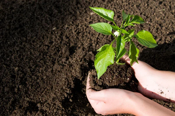 Planting