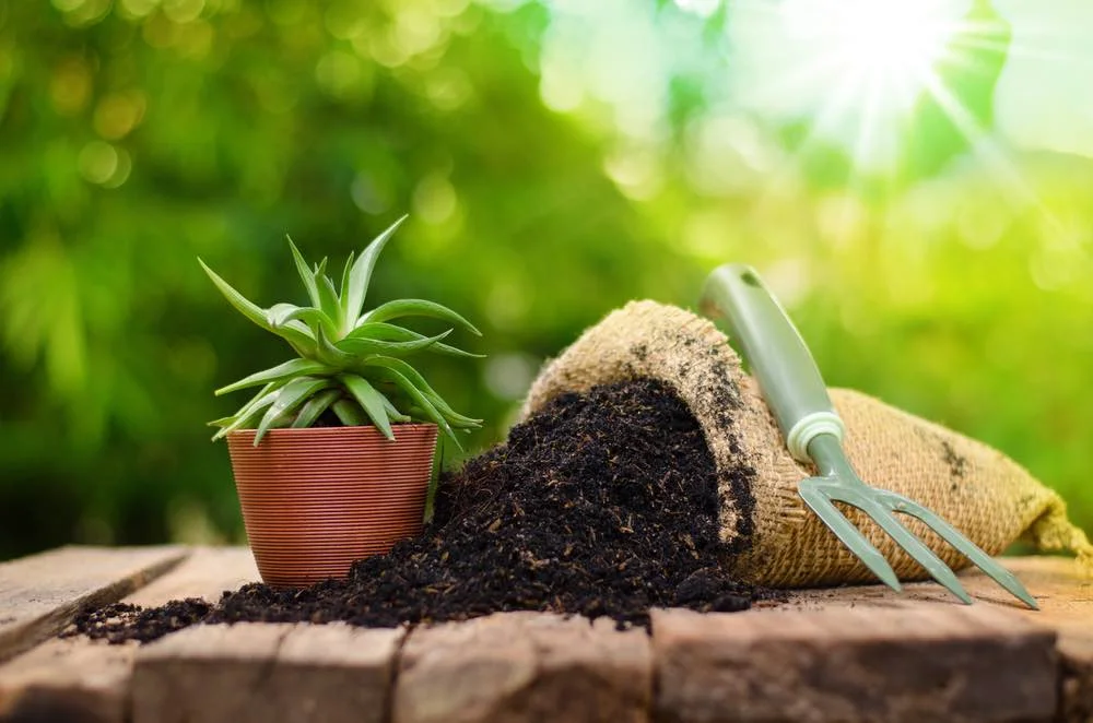 potted plant with organic fertilizer next to it