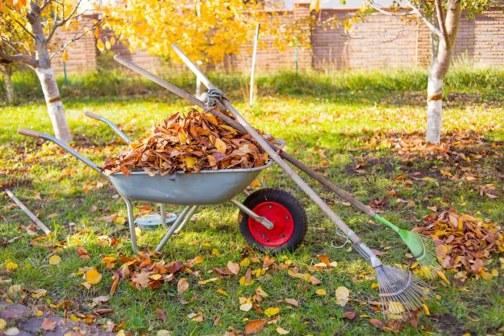 fall landscaping raking leaves into wheelbarrow