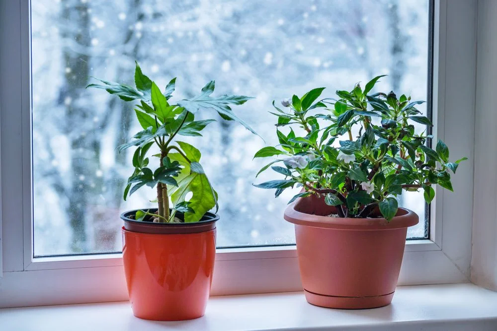 Two potted green plants sit on a windowsill, with a snowy, blurred winter scene visible outside—proof that its time to bring plants inside for winter.